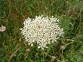 celtic park - white spray wildflower.jpg